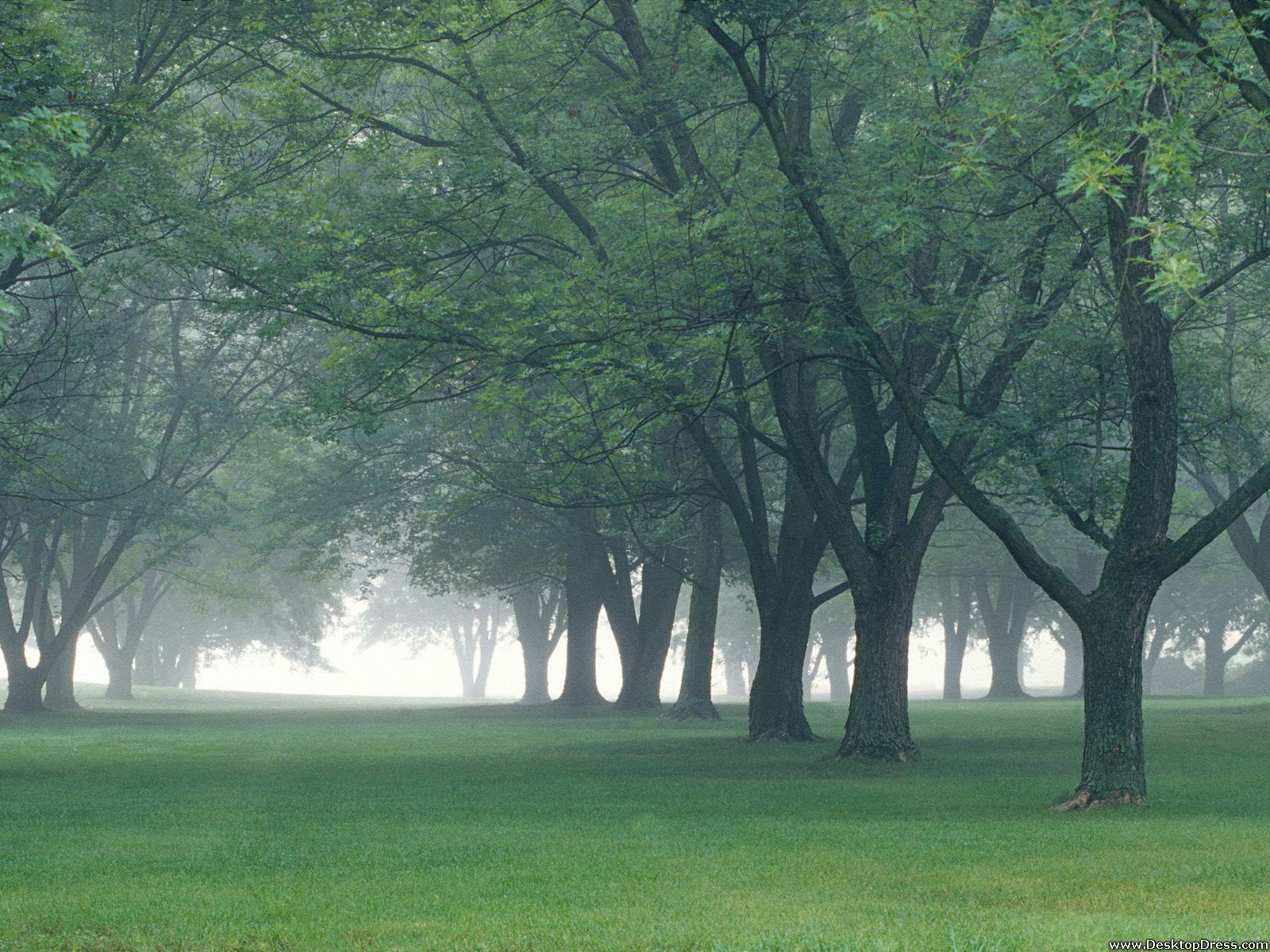 early-morning-mist_central-indiana