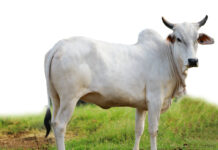 गाय होंगी तो रेगिस्तान भी होंगे हरे-भरे