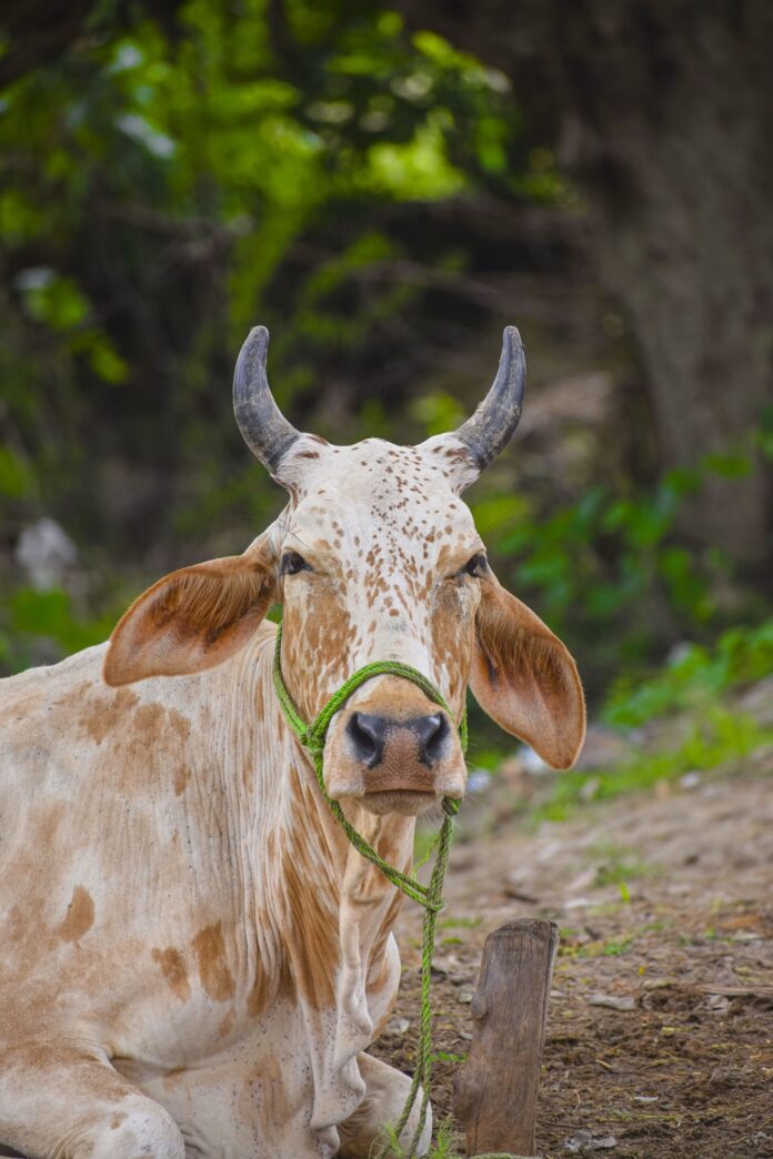 Cow